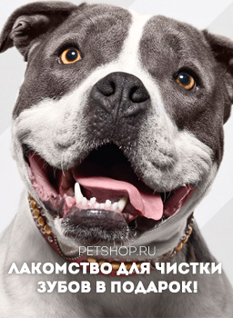 Petshop � �����.��: ��������� ��� ������ ����� � �������